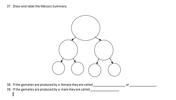 Snurfle Meiosis Worksheet Answer Key Page 2 : Biology / Utilize time