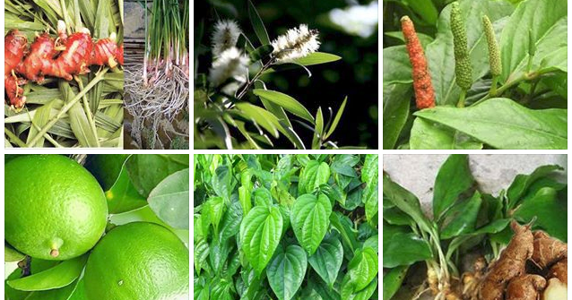 INILAH 10 Resep Obat Tradisional dan Alami yang Sangat Ampuh Usir BATUK