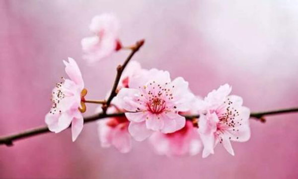 12星座這麼做就能招桃花！