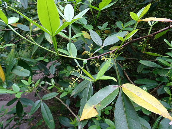 Zanthoxylum acanthopodium