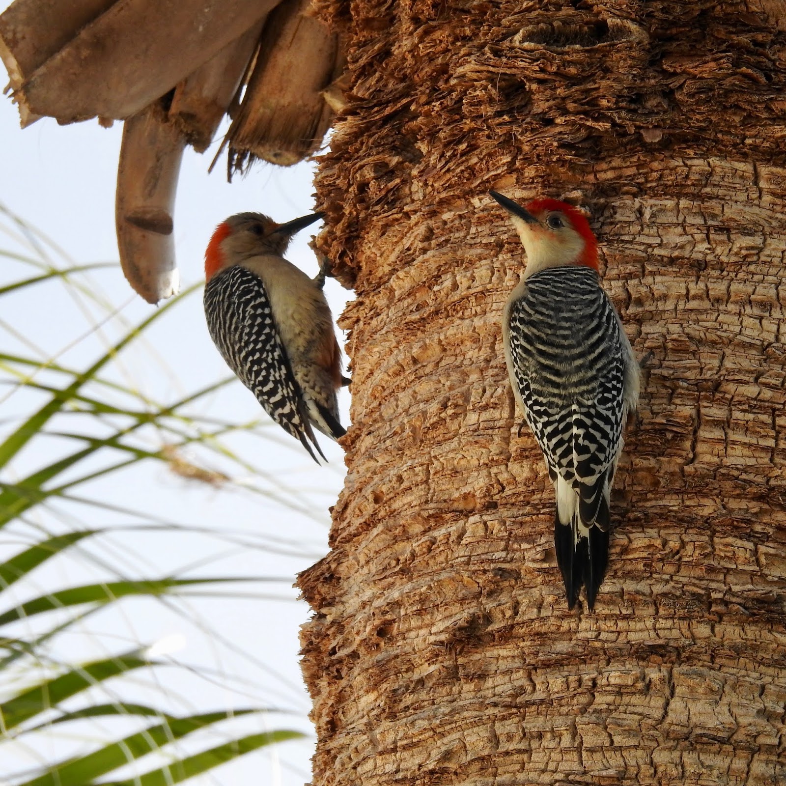 Wildewood Wonders: Red-bellied Woodpeckers' mating ritual
