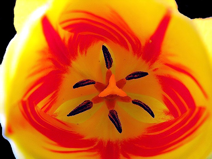 flower wallpaper mp3 mp3 songs free beautiful flowers flower wallpaper mp3 mp3 songs free beautiful flowers