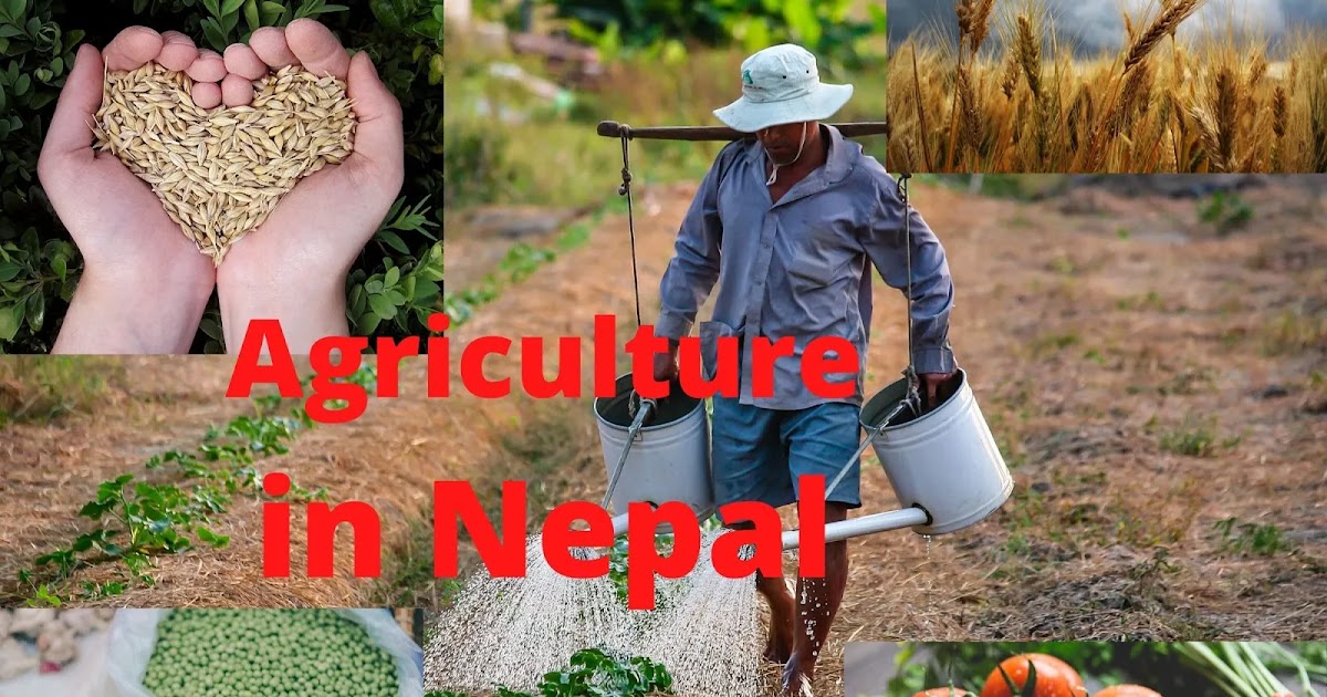 essay agriculture in nepal