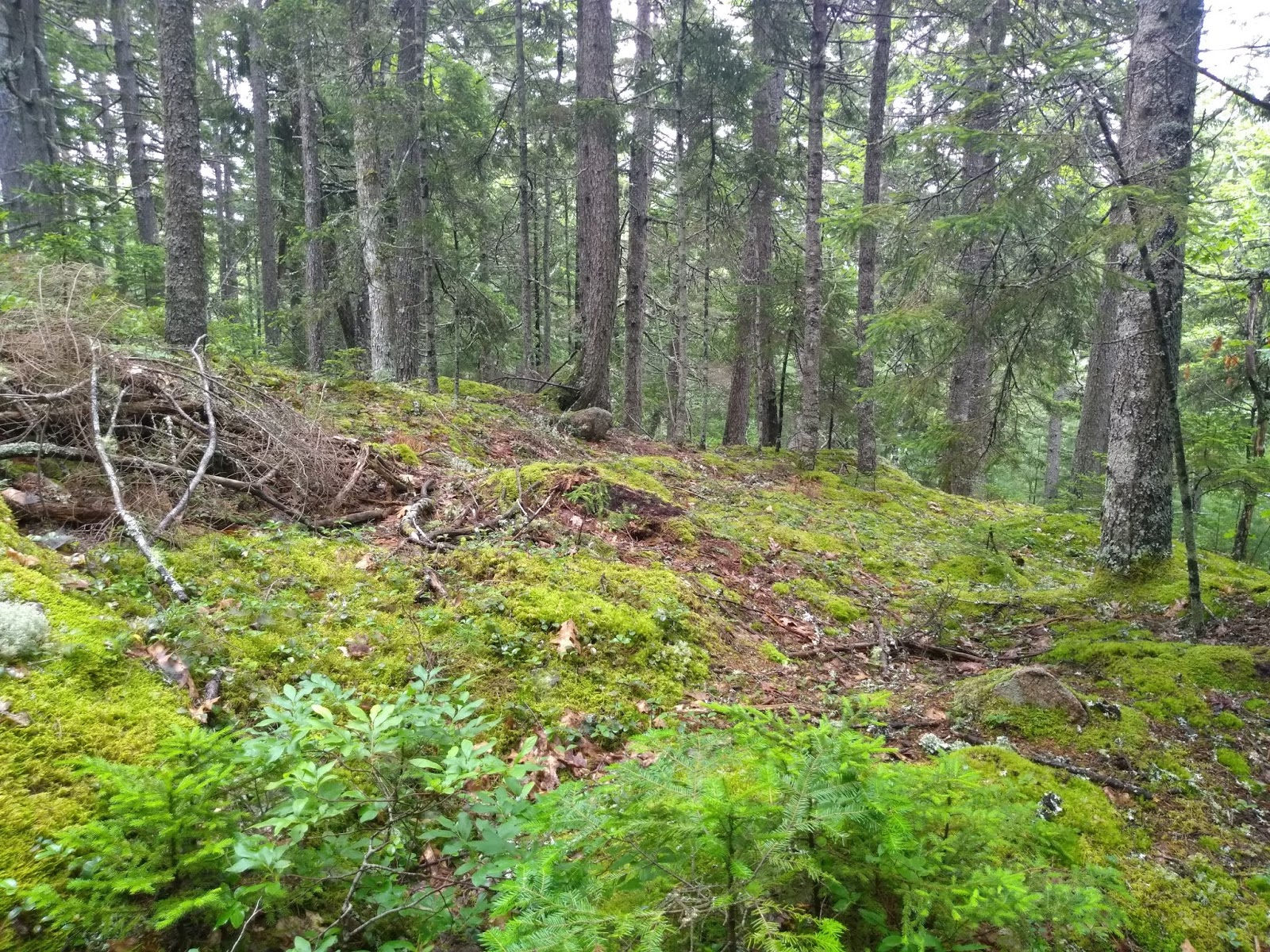 Baker Hill (Sullivan) and Schoodic Head (Acadia NP)