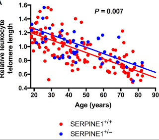 SERPINE 1 mutations confer longer telomeres