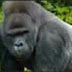 UGANDA'S MOUNTAIN GORILLAS