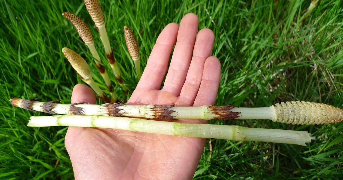 Wild Harvests How to eat a Horsetail