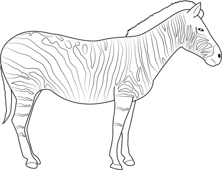 Mewarnai Gambar Zebra