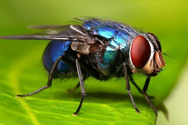 17 Tafsir Mimpi Lalat Menurut Primbon Dan Erek Erek - Tafsir Mimpi