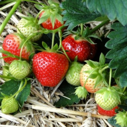 Dâu Tây Sữa A Páo sz M - 1kg 13 7cf33a41 e833 40e4 bfa2 e67f54c389ec 1