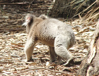 Yerde yürüyen koala.