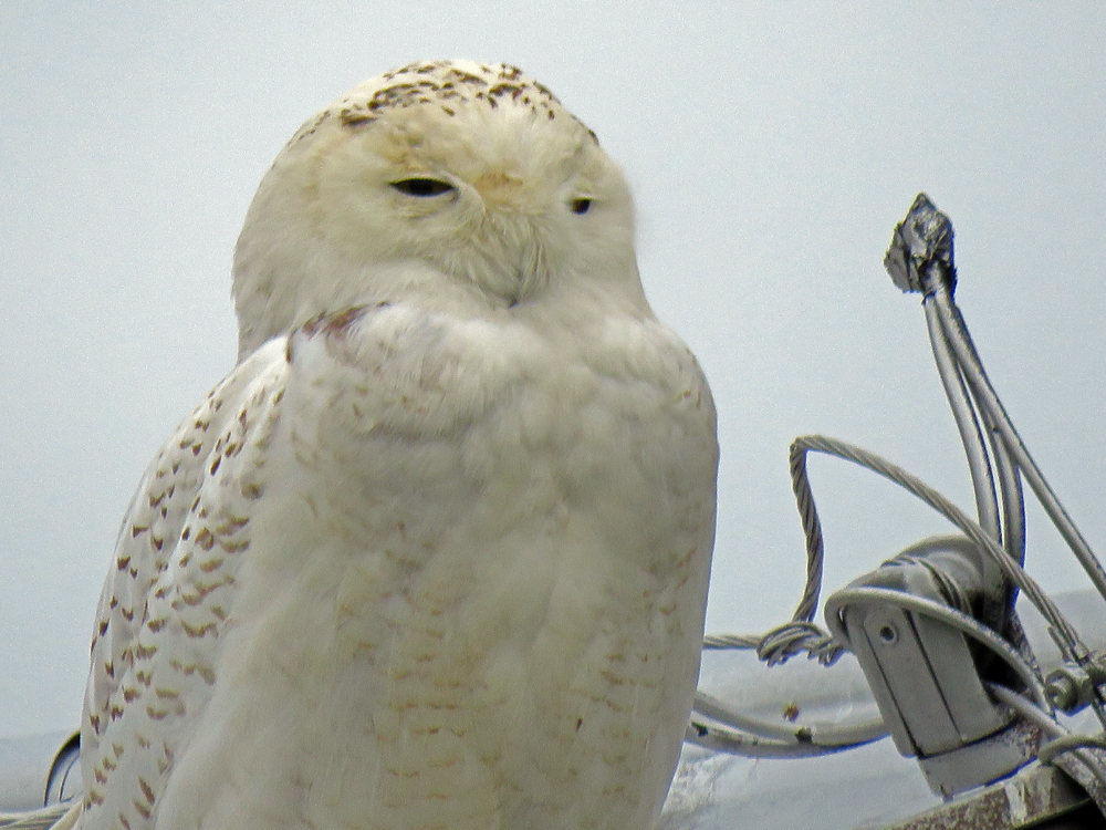 Life, Birding, Photos and Everything Snowy Owl in Kentucky
