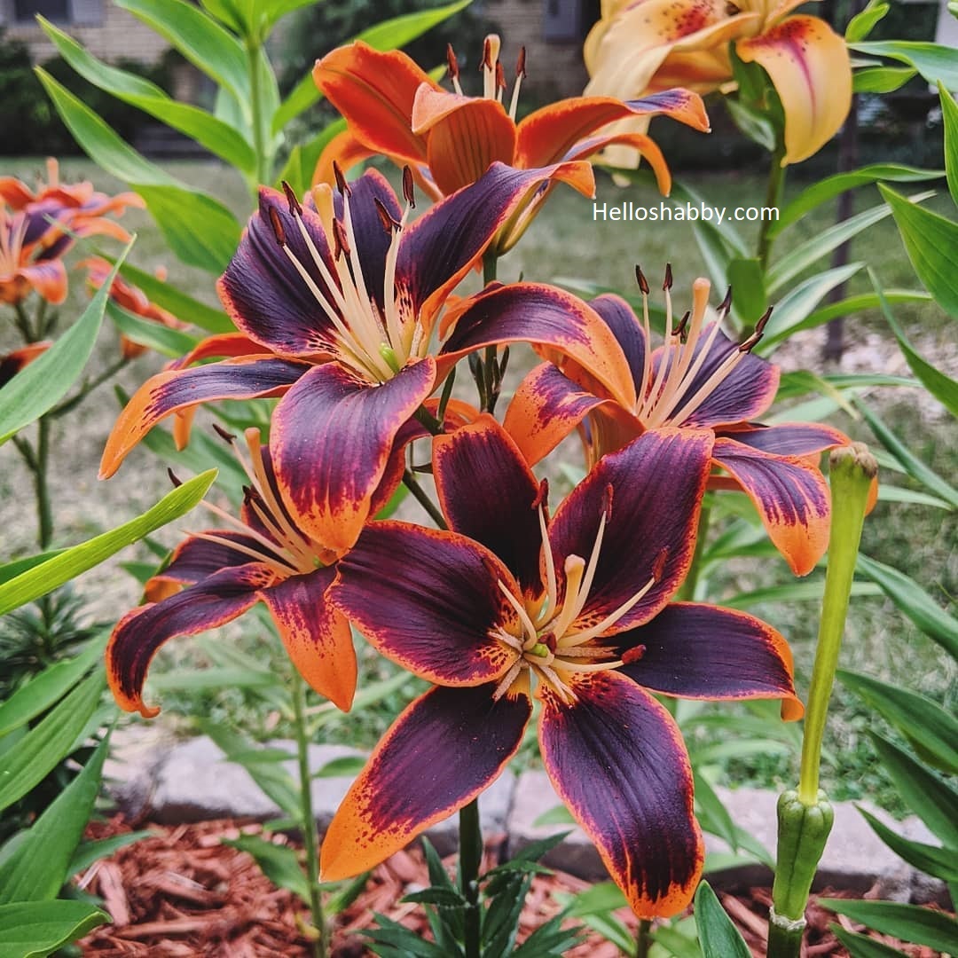 7 Best Types of Lilies Garden Lily Variety Names