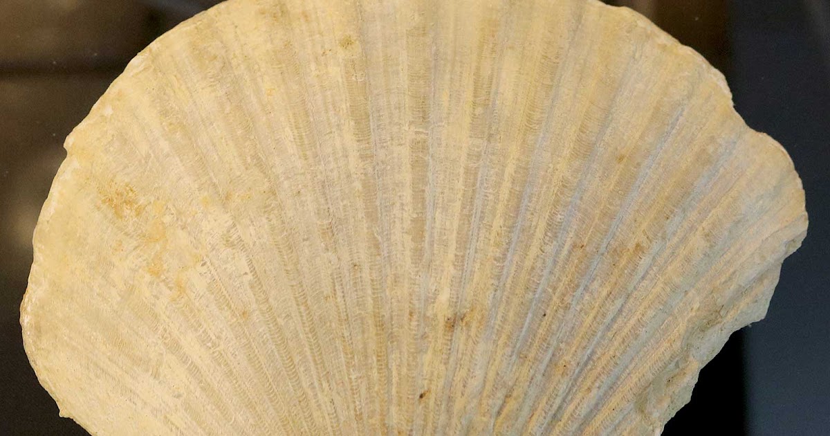 Louisville Fossils and Beyond Carolinapecten eboreus Scallop Fossil