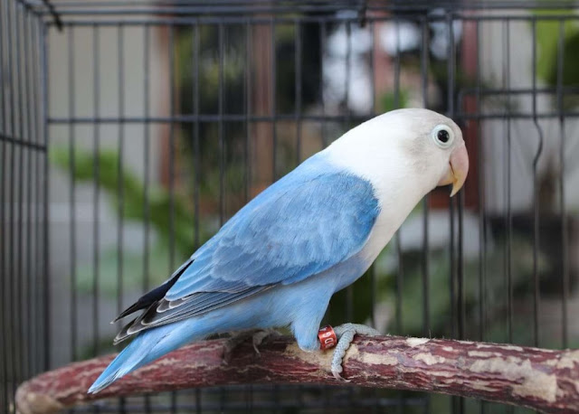 7 Jenis Burung Lovebird Termahal Cocok Untuk Budidaya Caracari Us
