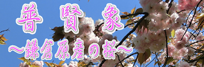 普賢象～鎌倉原産の桜～