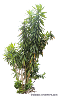 jamaica song dracaena reflexa