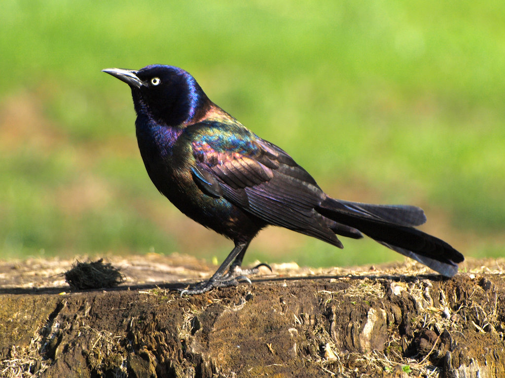 Bird In Everything Stock Bird Photos