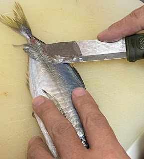 カンスボルで魚を捌く