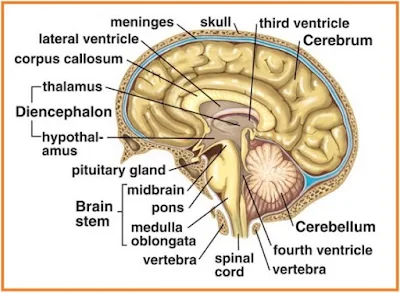 Otak dan Susunan Sistem Saraf Manusia - berbagaireviews.com