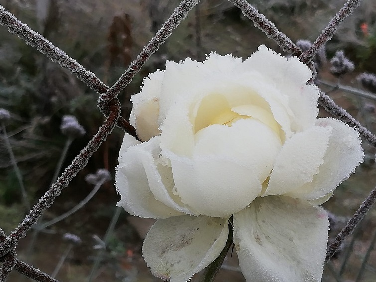 Von Raureif verschönerte Rosenblüte Eisrose im Wintergarten