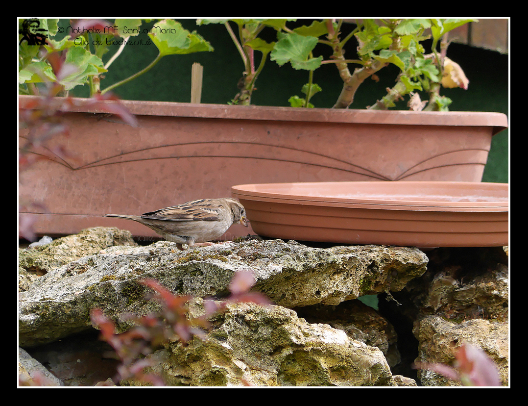 Moineau domestique, mâle et femelle.