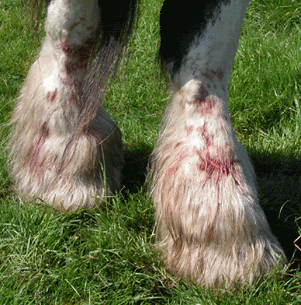 Can Dogs Catch Bird Mites Can Dogs Catch Bird Mites