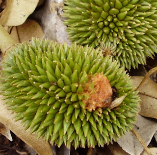 Penyakit durian