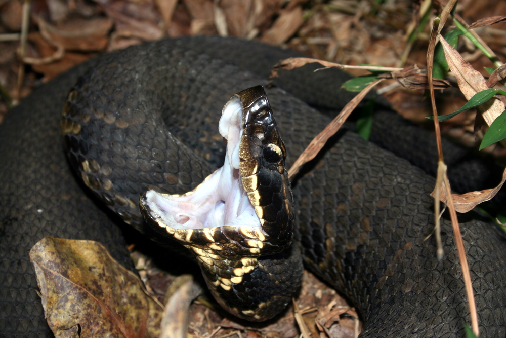 Venomous Snakes in Missouri