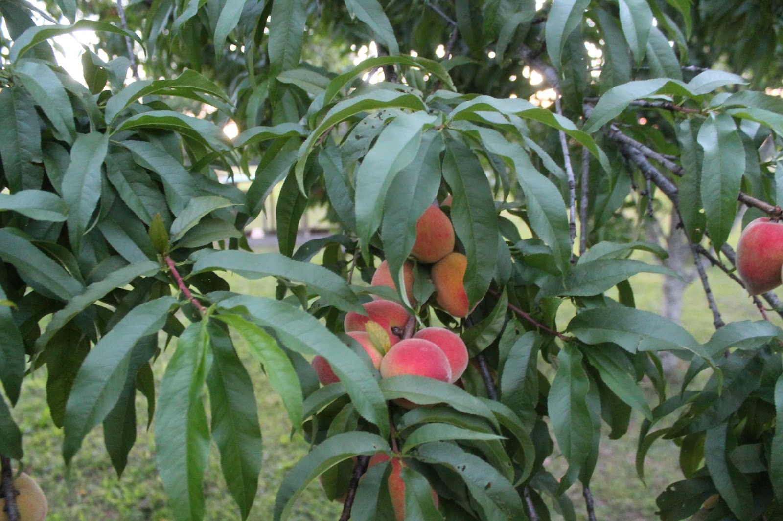 The last of the Elberta peaches....