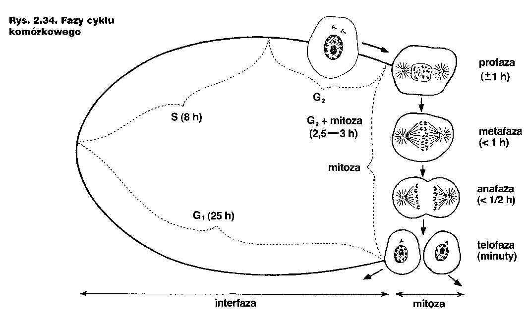 Proces Oddychania Komórkowego Zachodzi W Biologia ogólna: Cykl komórkowy