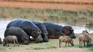 What do Hippos Eat