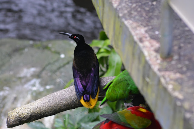 Bird Aviary, Berfoto Bersama Burung di Kubah Burung Raksasa Taman