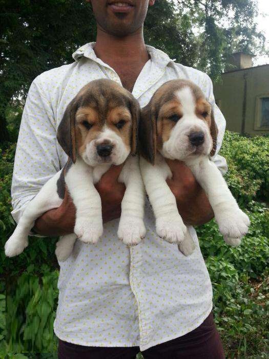 show quality beagle puppies for sale