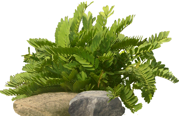Tropical Plant Pictures: Zamia Furturacea (Carborad Palm /Cycad)