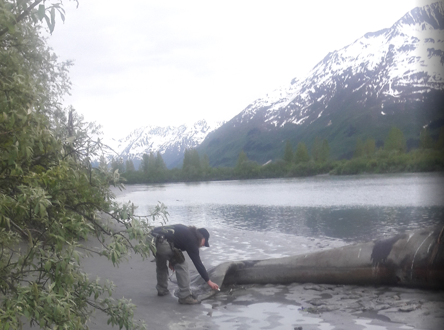 60 dead seals have washed off the shores of Alaska where a dead gray whale was shown to have a very high reading of radiation Screenshot%2B2019-06-10%2Bat%2B10.10.18