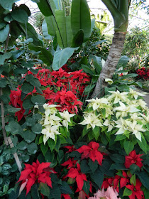 red white poinsettias and banana trees at allan gardens christmas flower show 2012 by garden muses: a toronto gardening blog