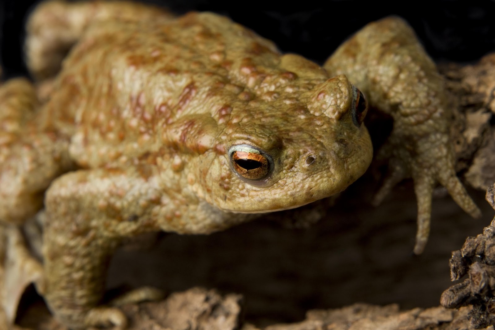 Froglife news Spotted Frogs and Toads in Cambridgeshire?