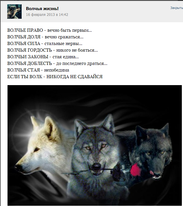 Как идет волчья стая схема