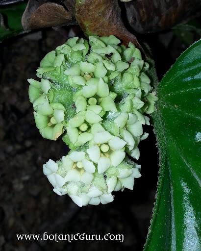 Pentaphragma begoniifolium, Kidney Plant flowers