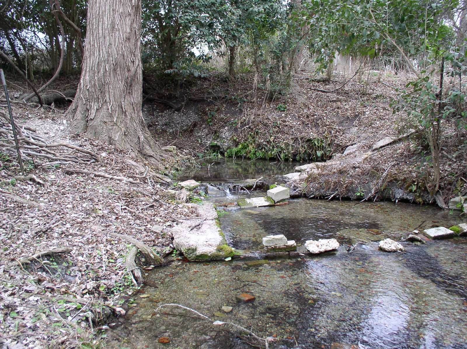 Along the Geronimo Creek Ewing spring on Geronimo creek