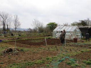 rotovating, mud, muscles, clods