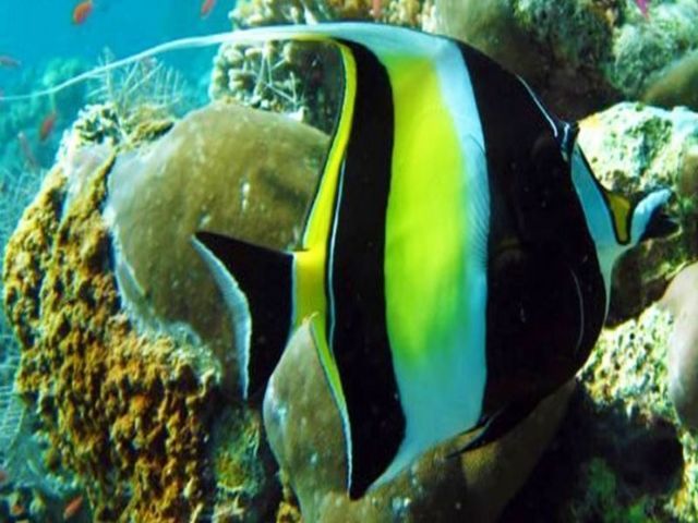 Gambar Ikan di Laut Hidup dari Jenis Konsumsi dan Ikan Hias