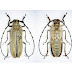 Life Cycle of Apriona Cinerea and its Control Measures
