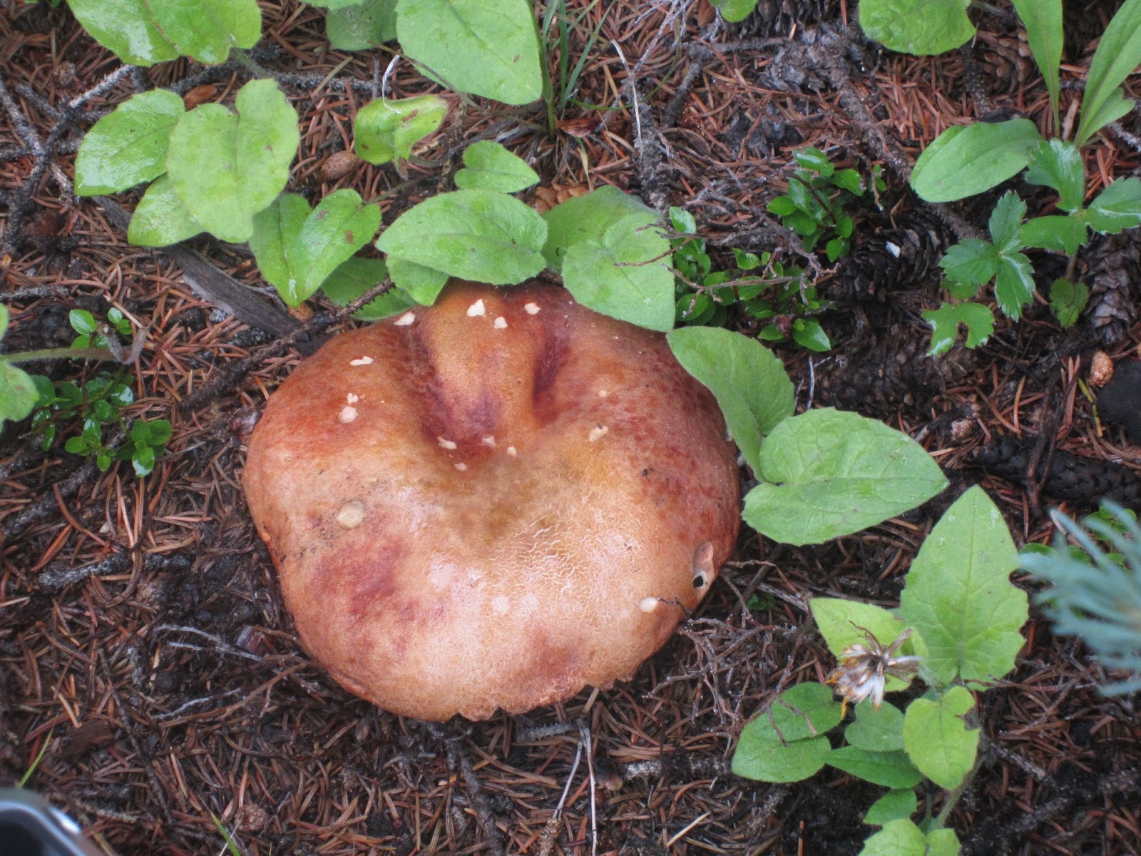 Souvenir Chronicles COLORADO THE GREAT MUSHROOM HUNT