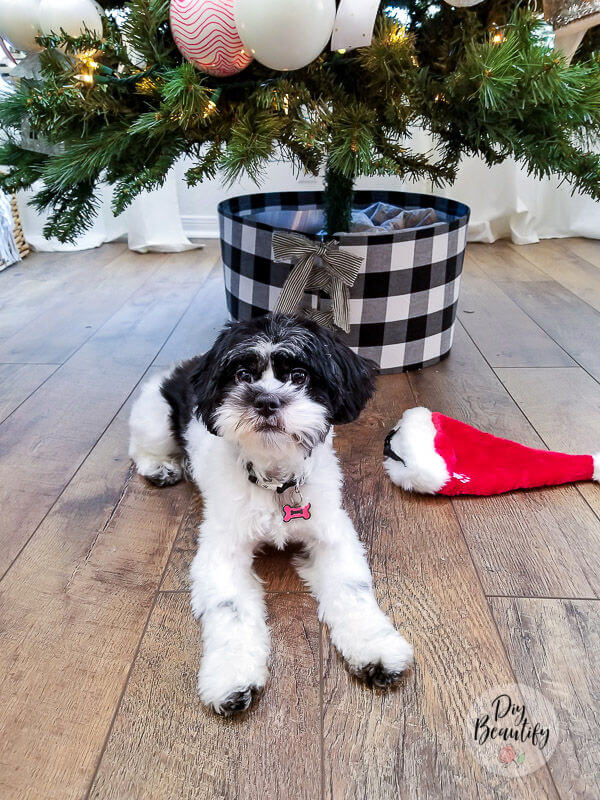 pup posing by Christmas tree