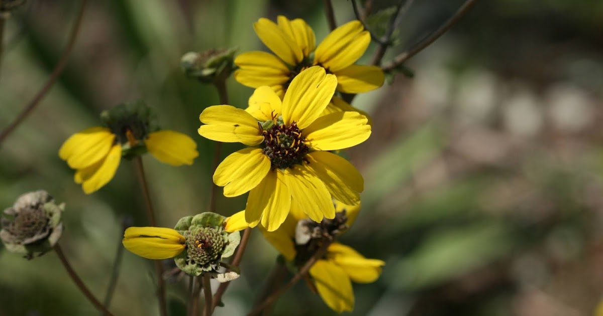 Native Florida Wildflowers Florida Greeneyes Berlandiera subacaulis