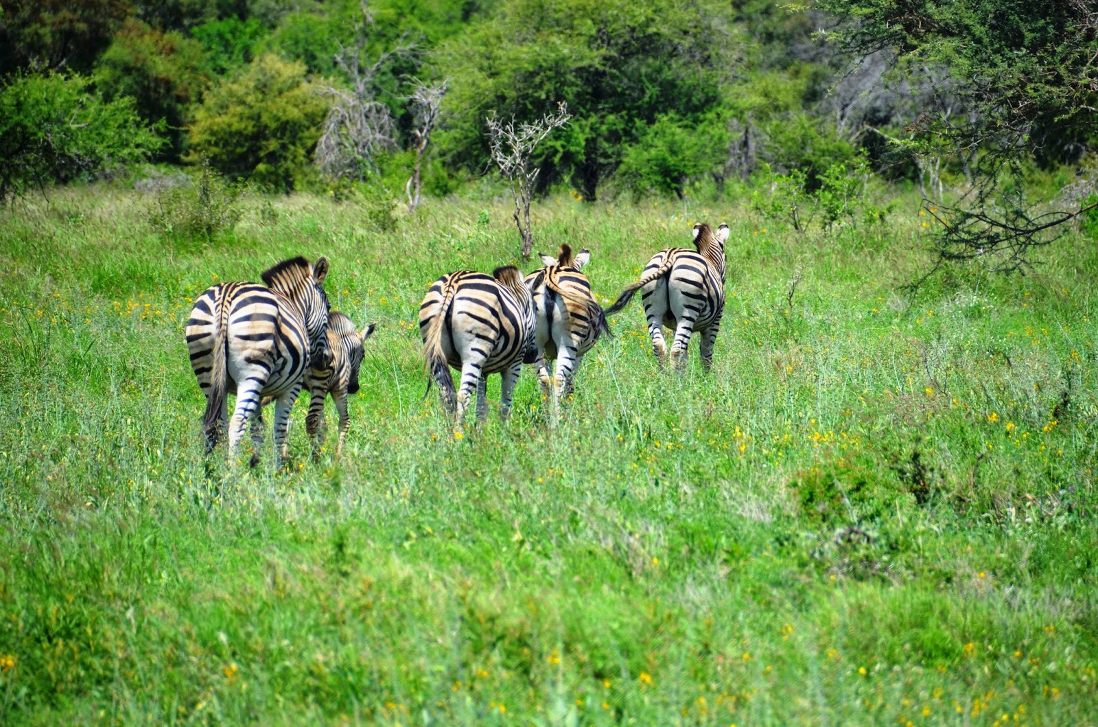 zebras in kruger national park