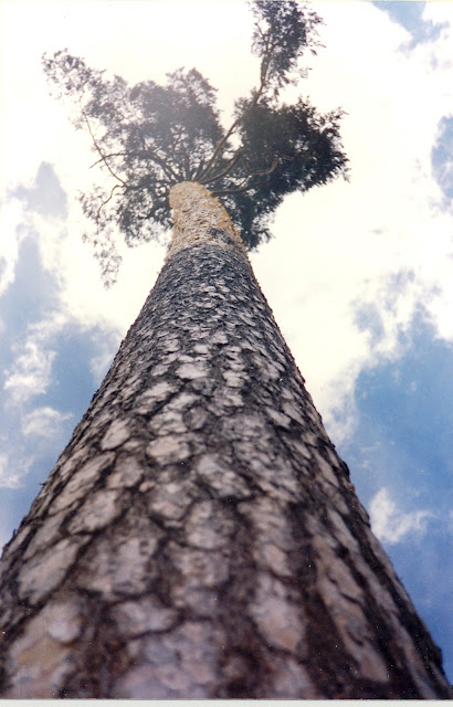 El manitas de la madera.