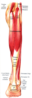 gastrocnemius muscle, action, muscle picture